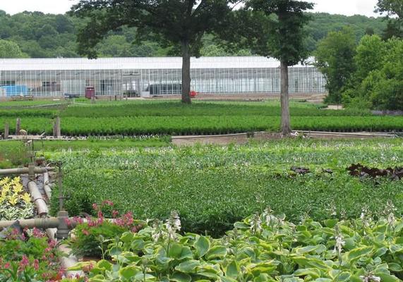 Hostas