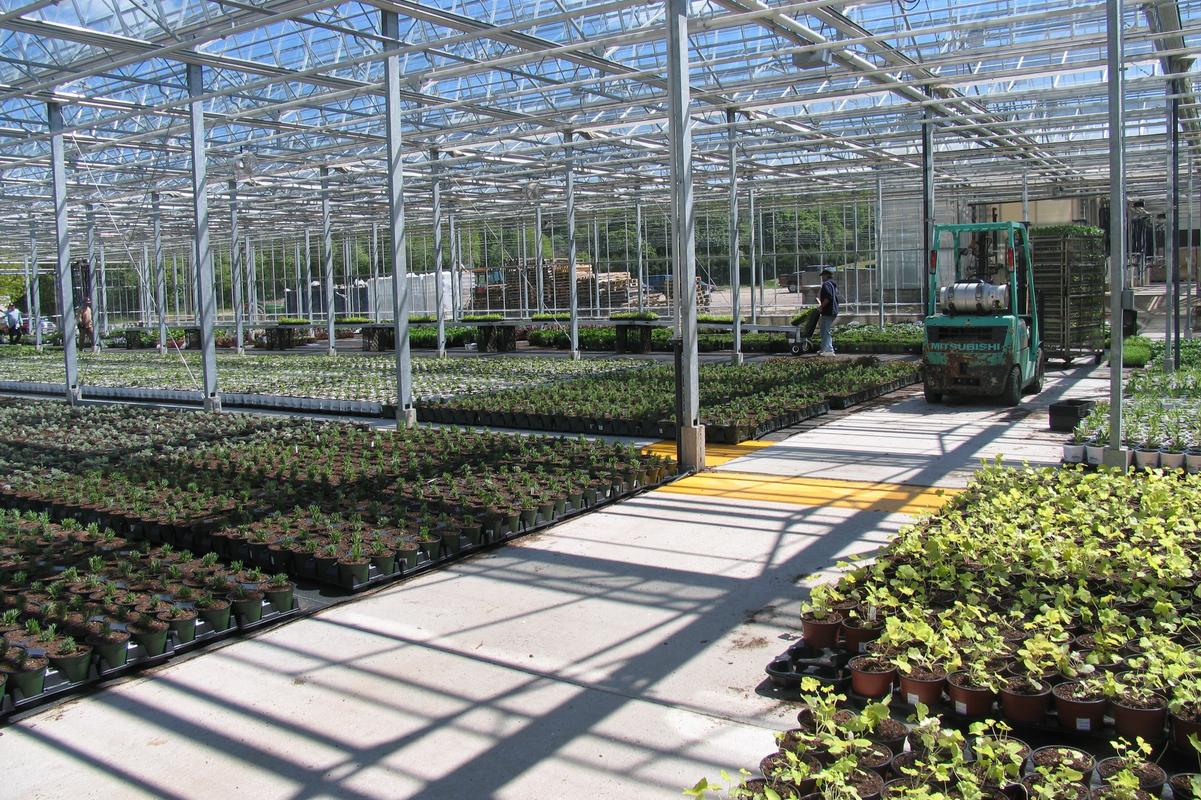 Inside Greenhouse