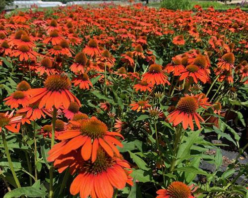 Red Echinacea Coneflower