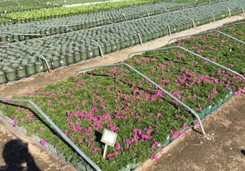 Flower Beds