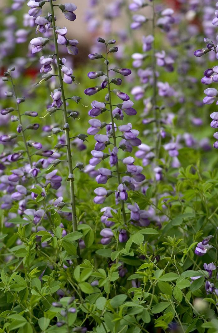 Aconitum napellus 