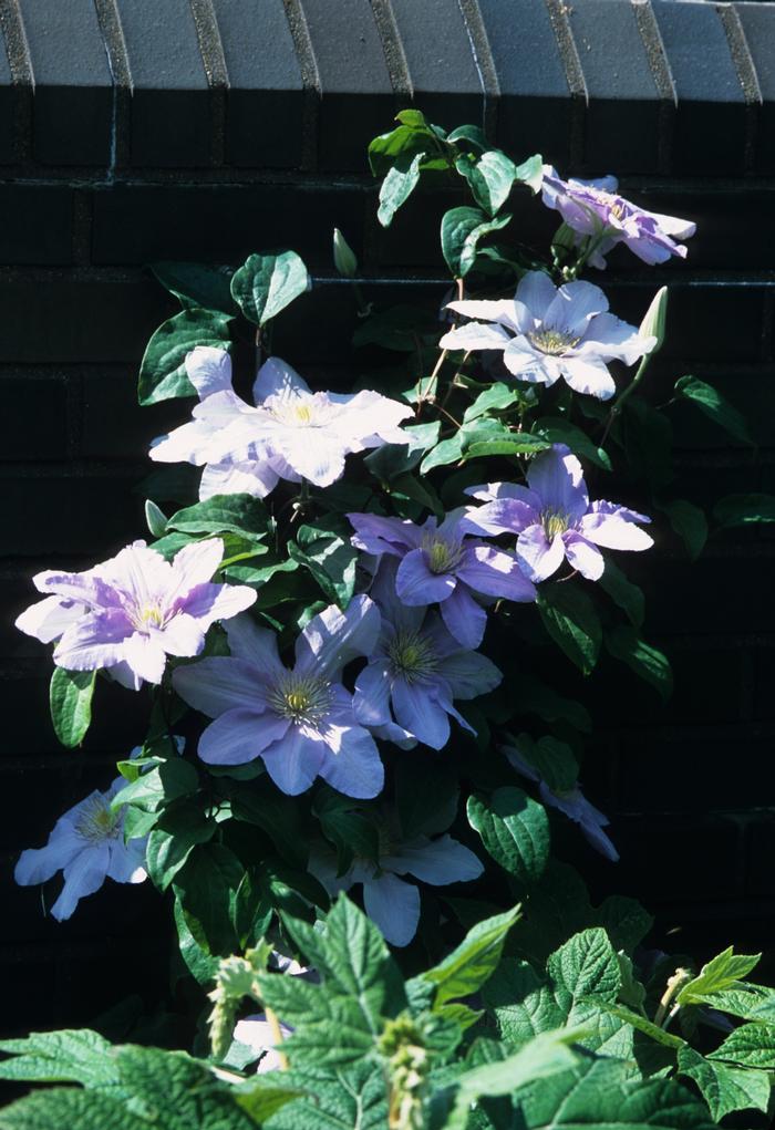 Clematis Silver Moon