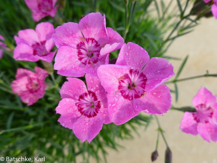 Dianthus Pink Carpet