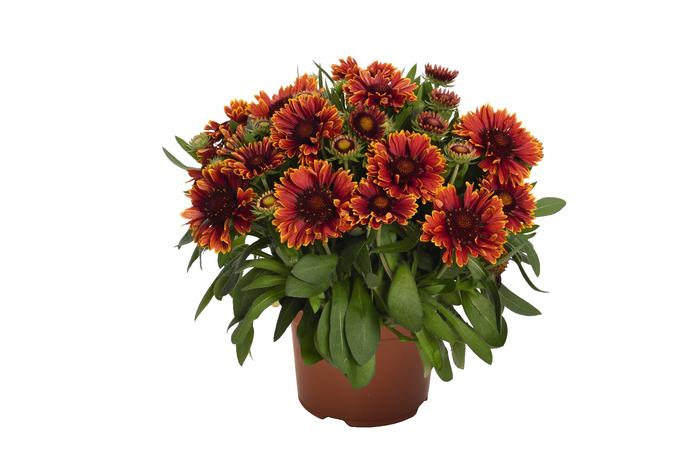 Gaillardia aristata Yellow Touch