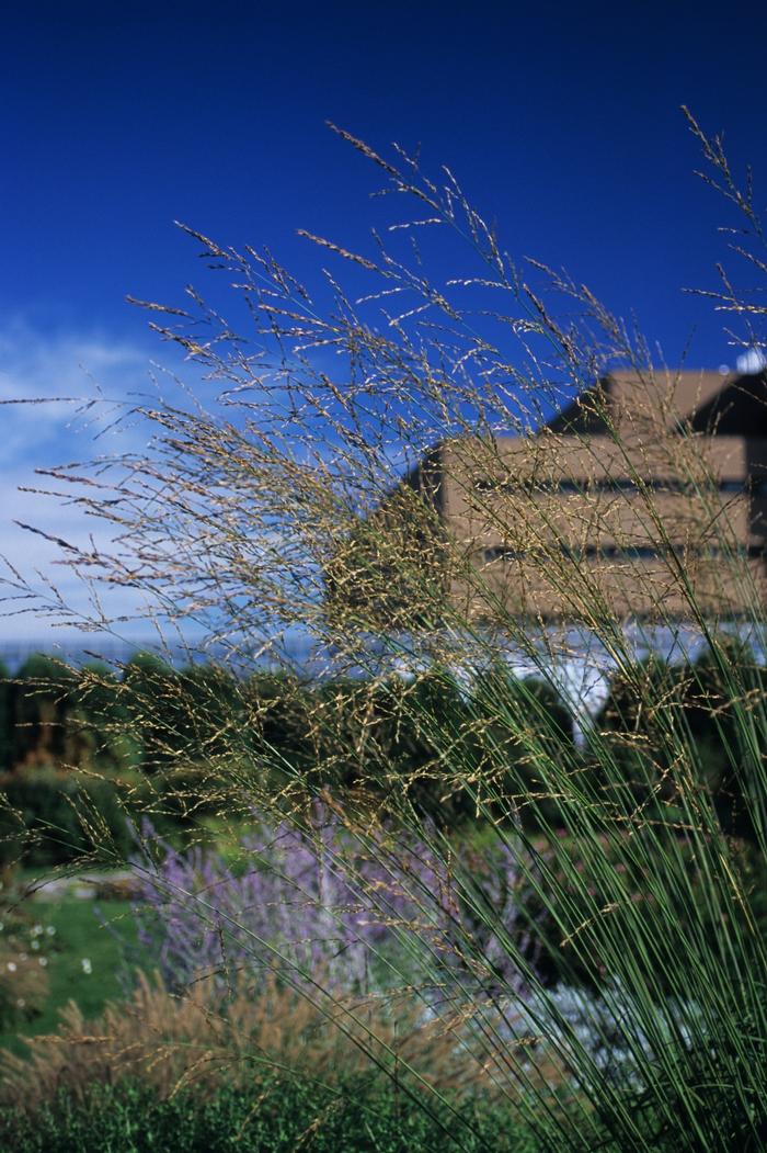 Molinia arundinacea Skyracer