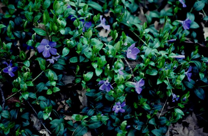 Vinca minor Bowles Mauve