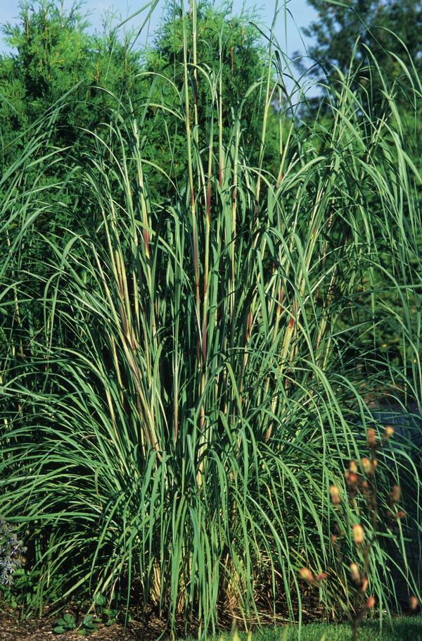 Erianthus ravennae 