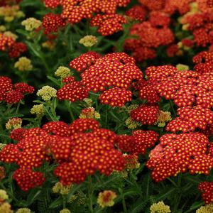 Achillea millefolium Strawberry Seduction