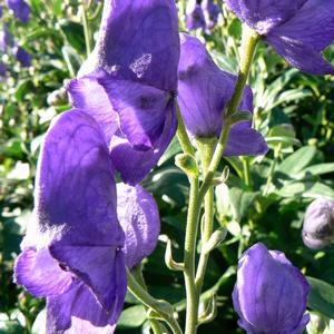 Aconitum carmichaelii Arendsii