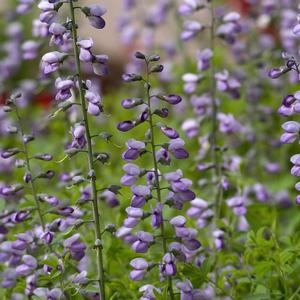 Aconitum napellus 
