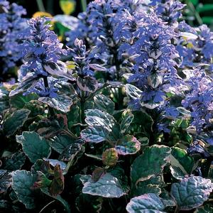 Ajuga reptans Burgundy Glow