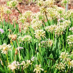 Allium Millenium