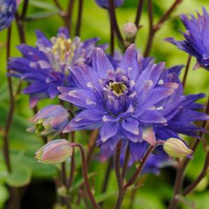 Aquilegia vulgaris Blue