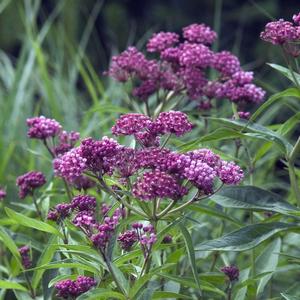 Asclepias incarnata Cinderella