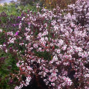 Aster lateriflorus Lady in Black