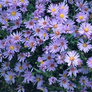 Aster novi-belgii Wood's Light Blue