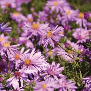 Aster novi-belgii Wood's Pink