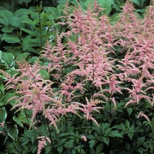 Astilbe x arendsii Bressingham Beauty