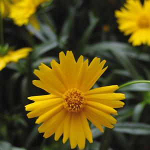 Coreopsis grandiflora Sunny Day