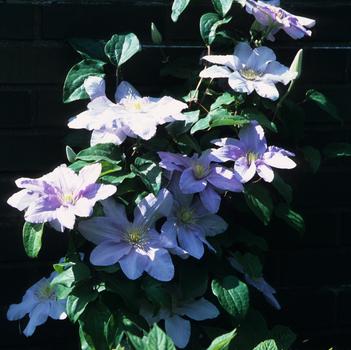 Clematis Silver Moon
