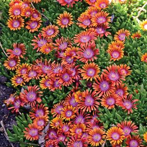 Delosperma Fire Spinner®