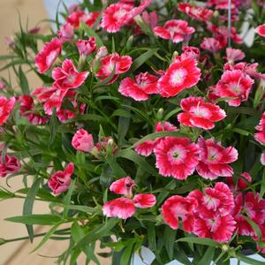 Dianthus Olivia Wild®