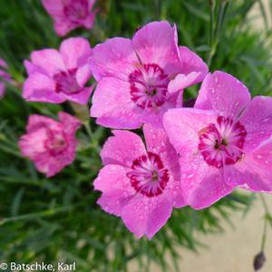 Dianthus Pink Carpet