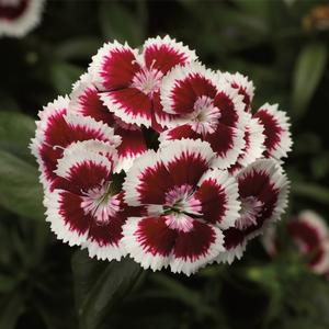 Dianthus barbatus Red Picotee
