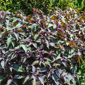 Eupatorium rugosum Chocolate