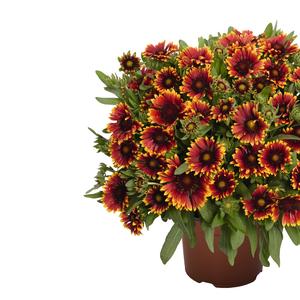 Gaillardia aristata Orange Halo