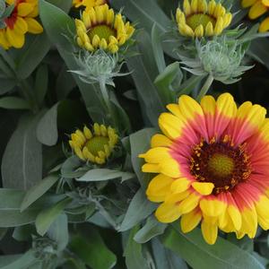 Gaillardia aristata Red Starburst