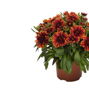 Gaillardia aristata Yellow Touch