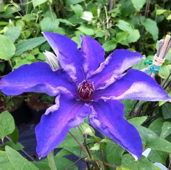 Clematis The President