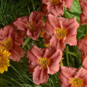 Hemerocallis Rosy Returns