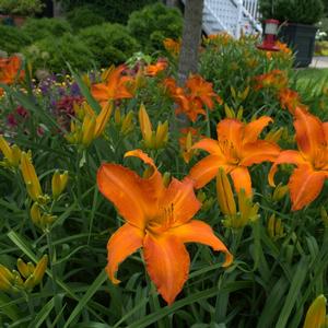 Hemerocallis Stella Supreme