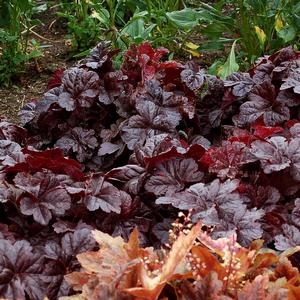 Heucherella Onyx