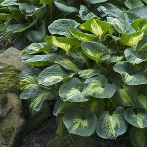 Hosta Dream Weaver