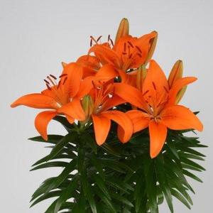 Lilium asiaticum Tiny Invader