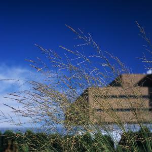 Molinia arundinacea Skyracer