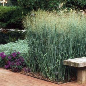 Panicum virgatum Heavy Metal