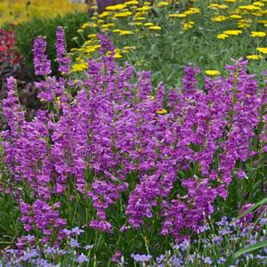 Penstemon barbatus Prairie Dusk