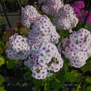 Phlox paniculata Cherry Cream