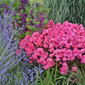 Phlox paniculata Glamour Girl