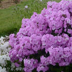 Phlox paniculata Princess