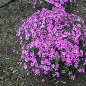Phlox subulata Pink Minuet