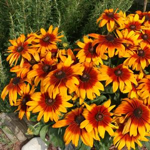 Rudbeckia hirta Cappucino