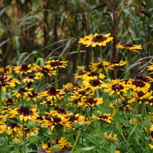 Rudbeckia hirta Sonora
