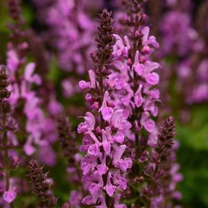 Salvia nemorosa Rose Marvel