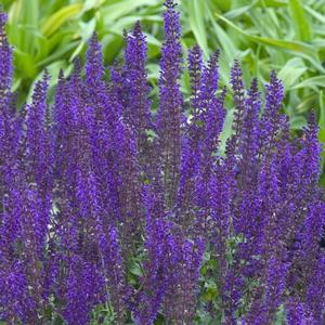 Salvia x sylvestris May Night