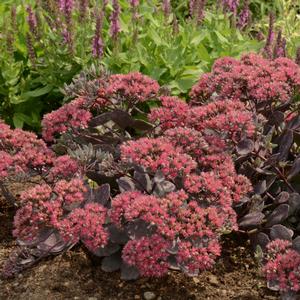 Sedum Dazzleberry